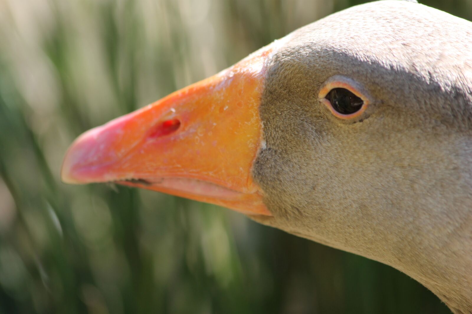 Canon EF 70-300mm F4-5.6 IS USM sample photo. Wild duck, duck, animals photography