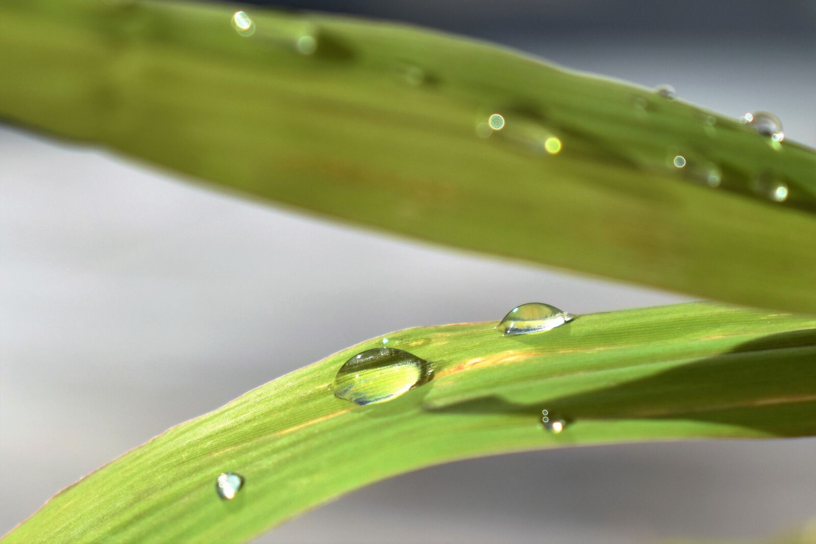Nikon D5500 sample photo. Drop of water, nature photography