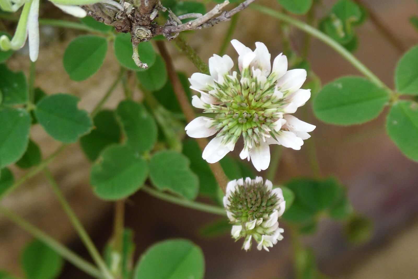 Panasonic Lumix DMC-FZ40 (Lumix DMC-FZ45) sample photo. Clover, white, flower photography