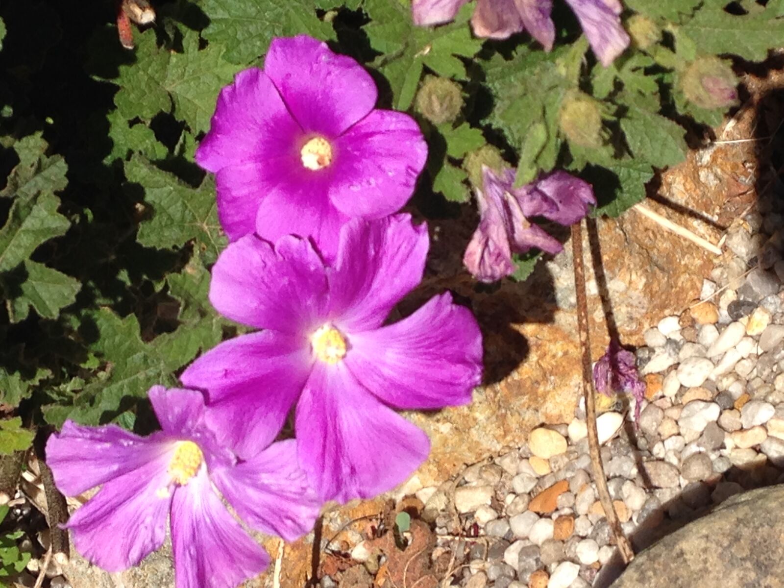 iPhone 5c back camera 4.12mm f/2.4 sample photo. Flowers, purple, flowers photography