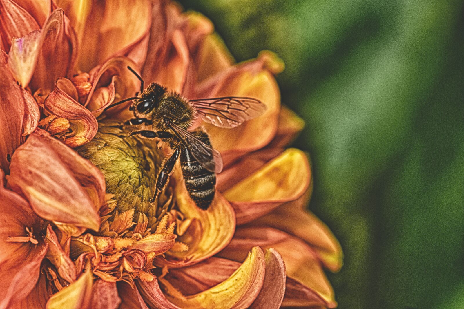 Nikon D7200 sample photo. Dahlia, bee, summer photography