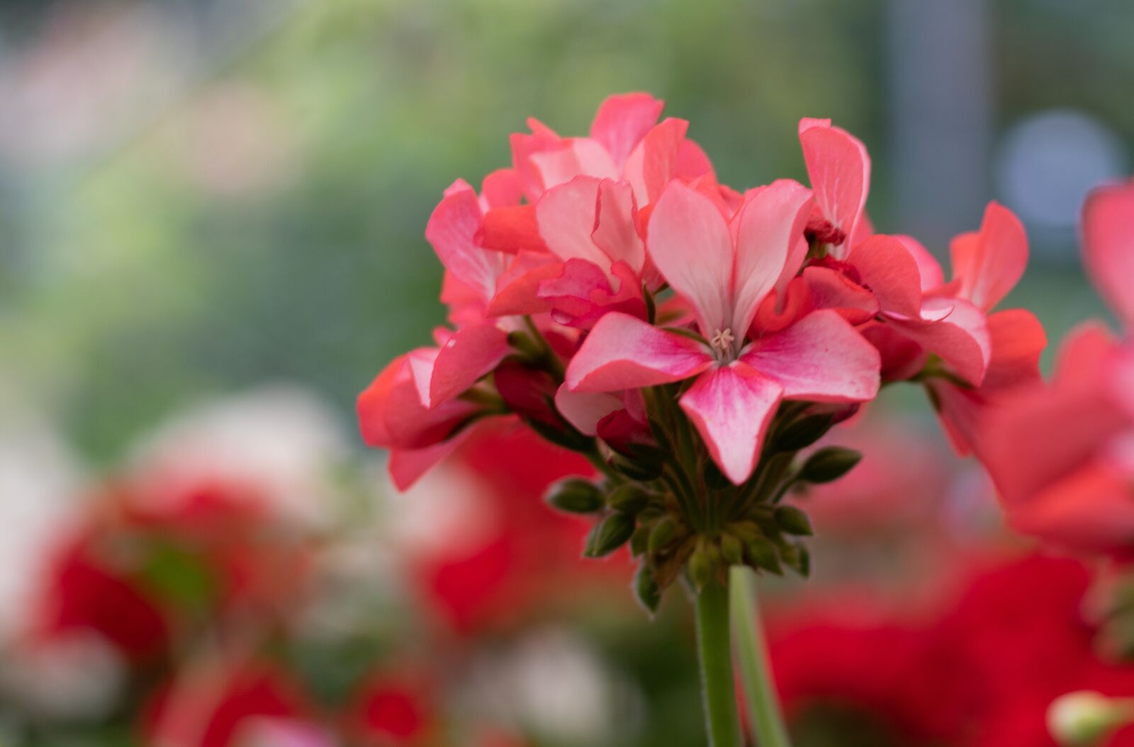 Canon EOS 7D Mark II sample photo. Pelargonium, geranium, red photography
