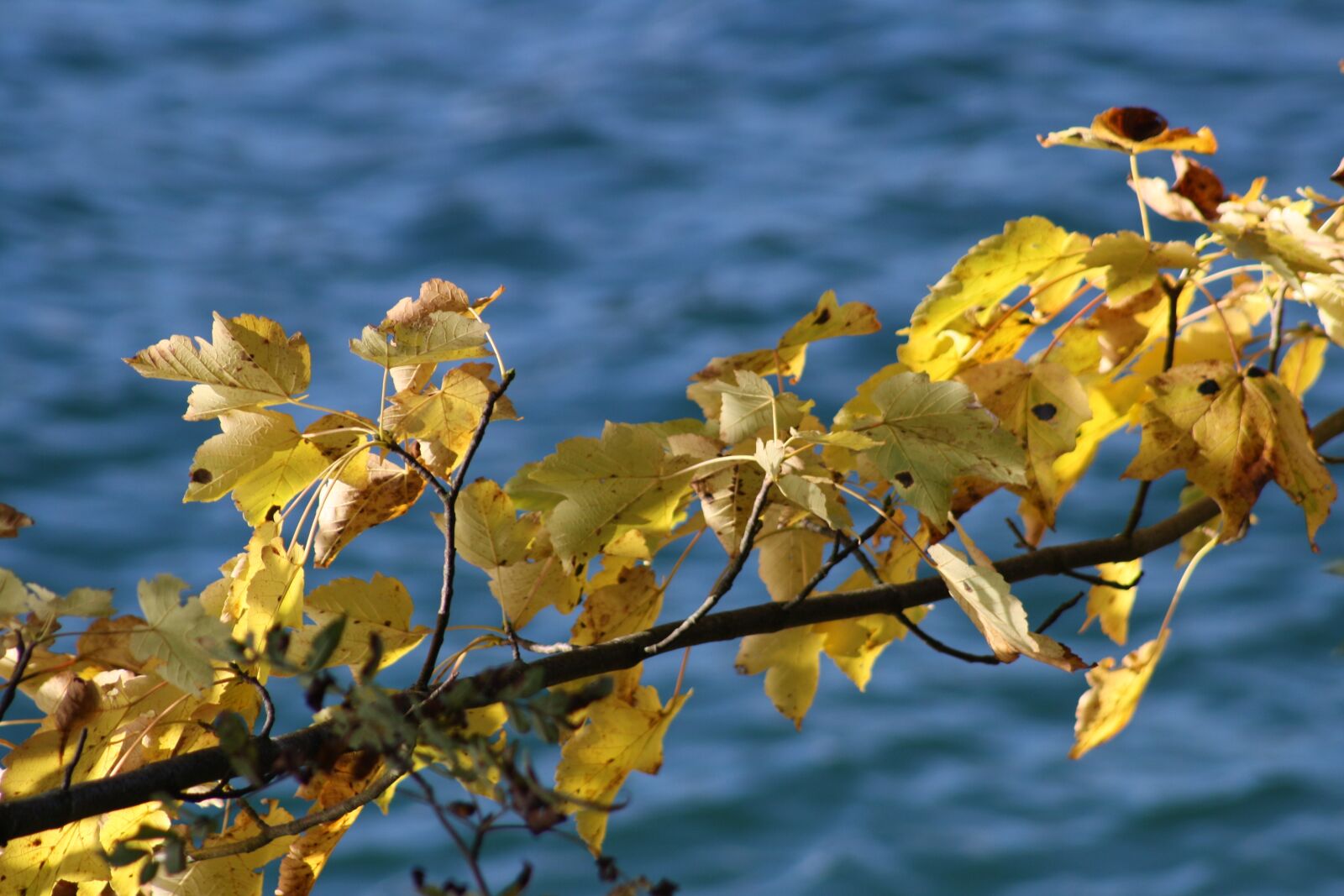 Canon EOS 1000D (EOS Digital Rebel XS / EOS Kiss F) sample photo. Autumn, leaves, lake photography