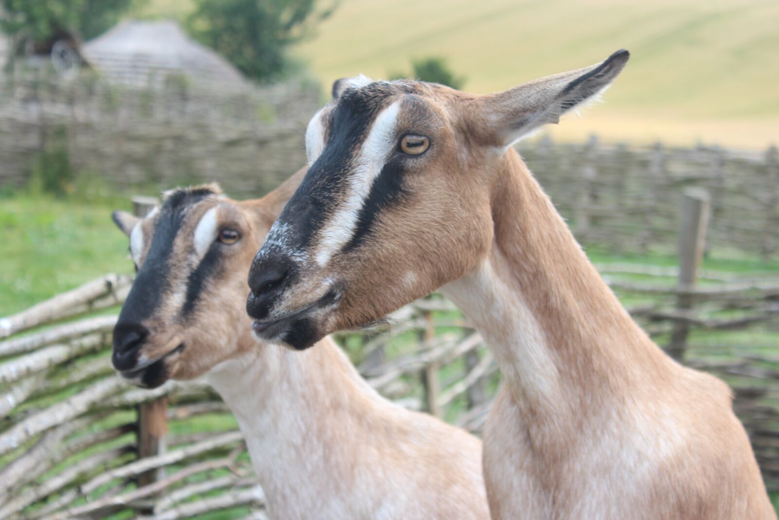 Canon EOS 600D (Rebel EOS T3i / EOS Kiss X5) sample photo. Goats, nature, uk photography