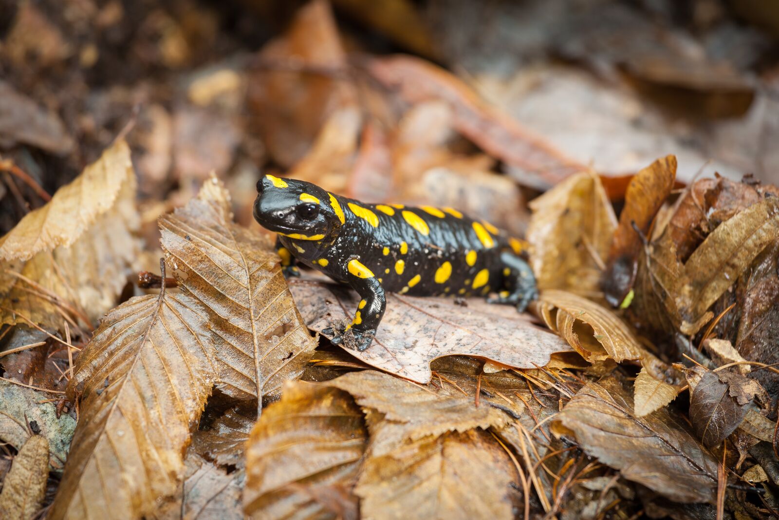 Canon EOS 5D Mark II + Canon EF 70-200mm F4L IS USM sample photo. Leaves, close-up, fire salamander photography