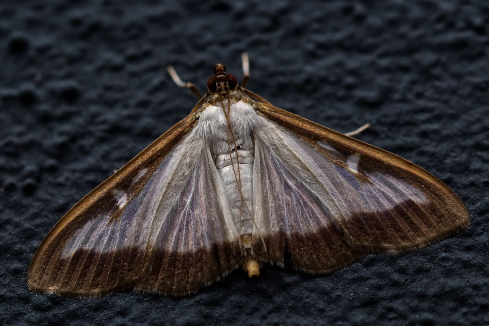 Nikon D5500 sample photo. Motte, butterfly, insect photography