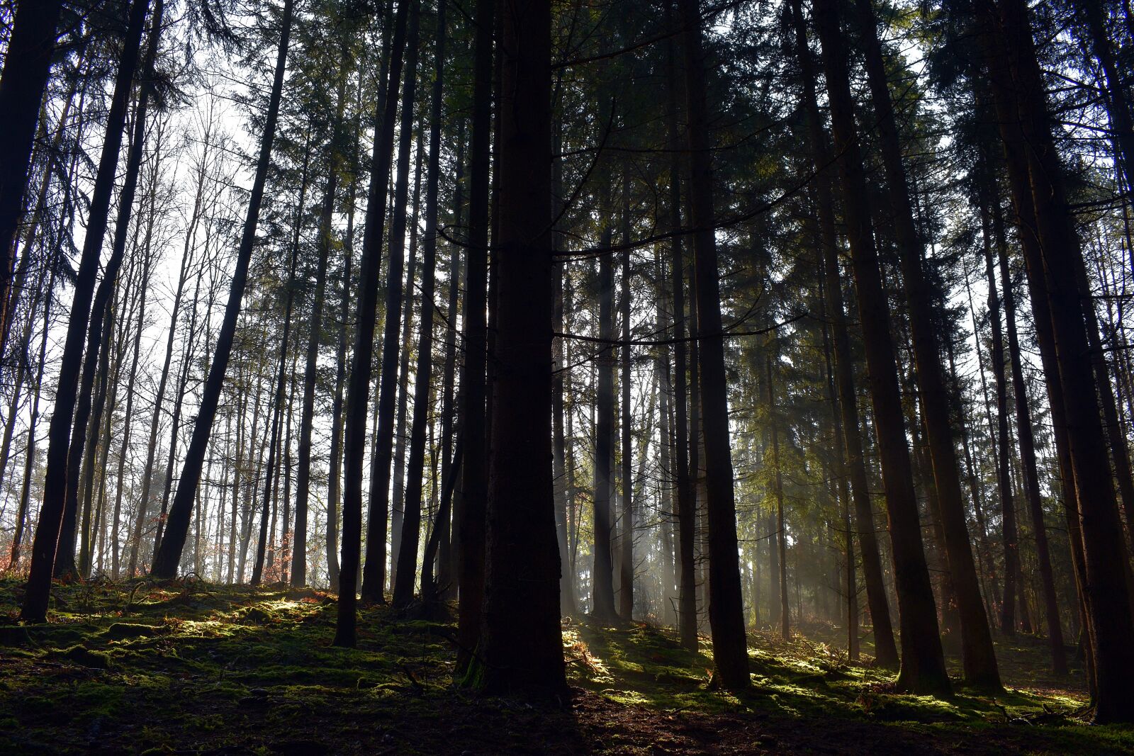 Nikon D3400 sample photo. Forest, moss, green photography