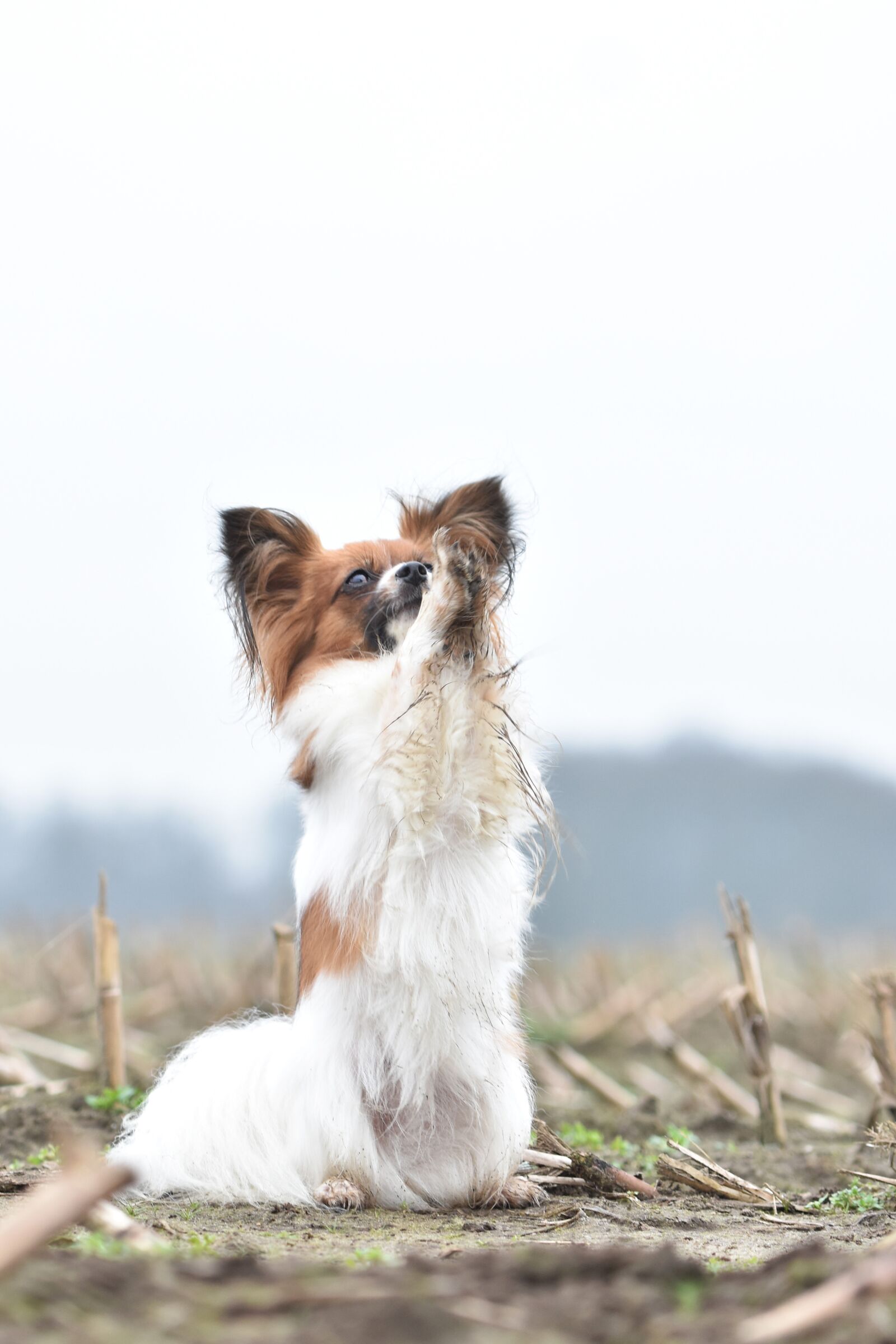 Nikon D7200 sample photo. Vlinderhond, papillon, dog photography