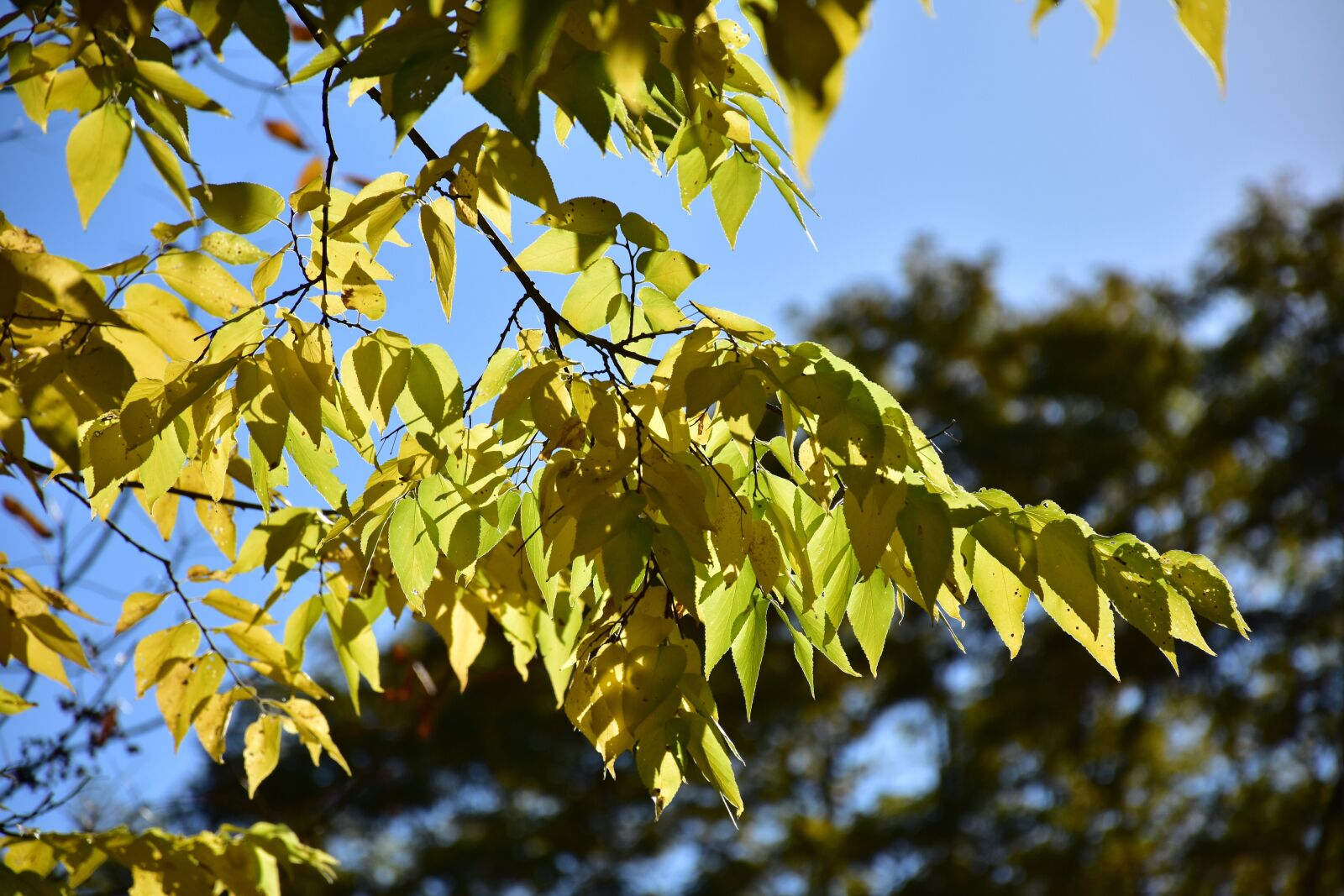 Nikon D7200 sample photo. Leaves, leaf, tree photography