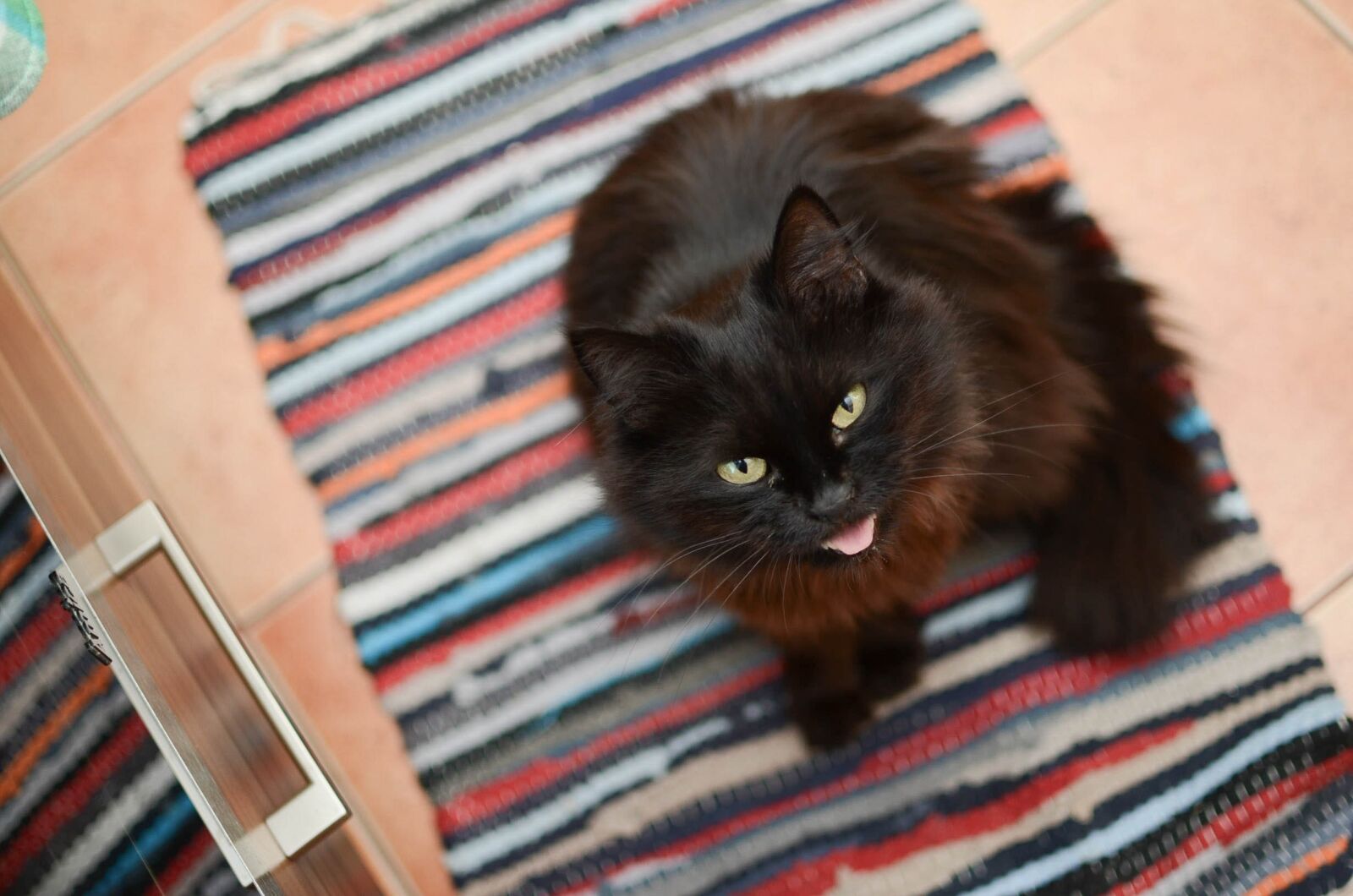 Nikon D7000 sample photo. Cat, domestic cat, dachowiec photography