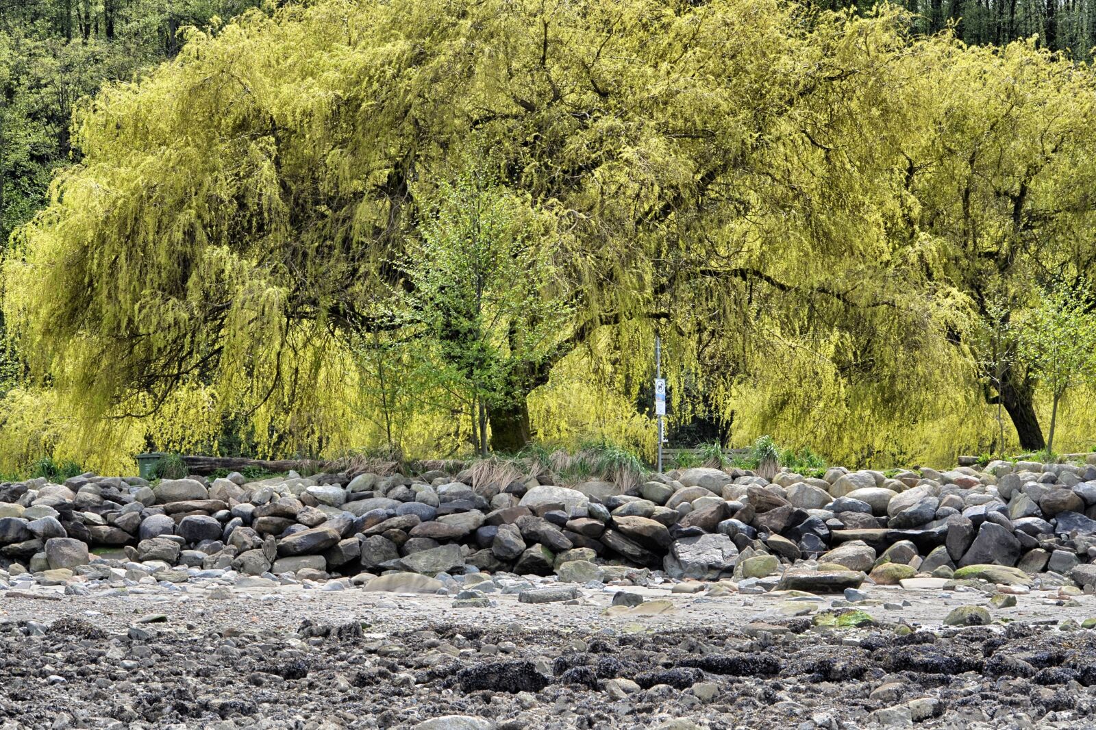 Nikon D7000 sample photo. Tree, willow tree, vancouver photography