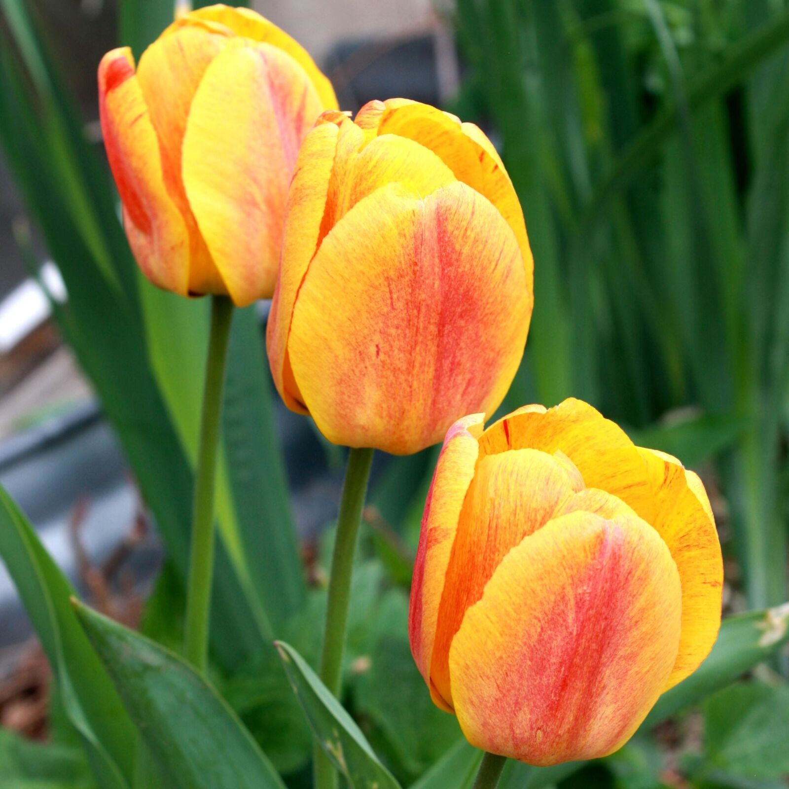Canon EOS 1000D (EOS Digital Rebel XS / EOS Kiss F) sample photo. Three flowers, yellow flame photography