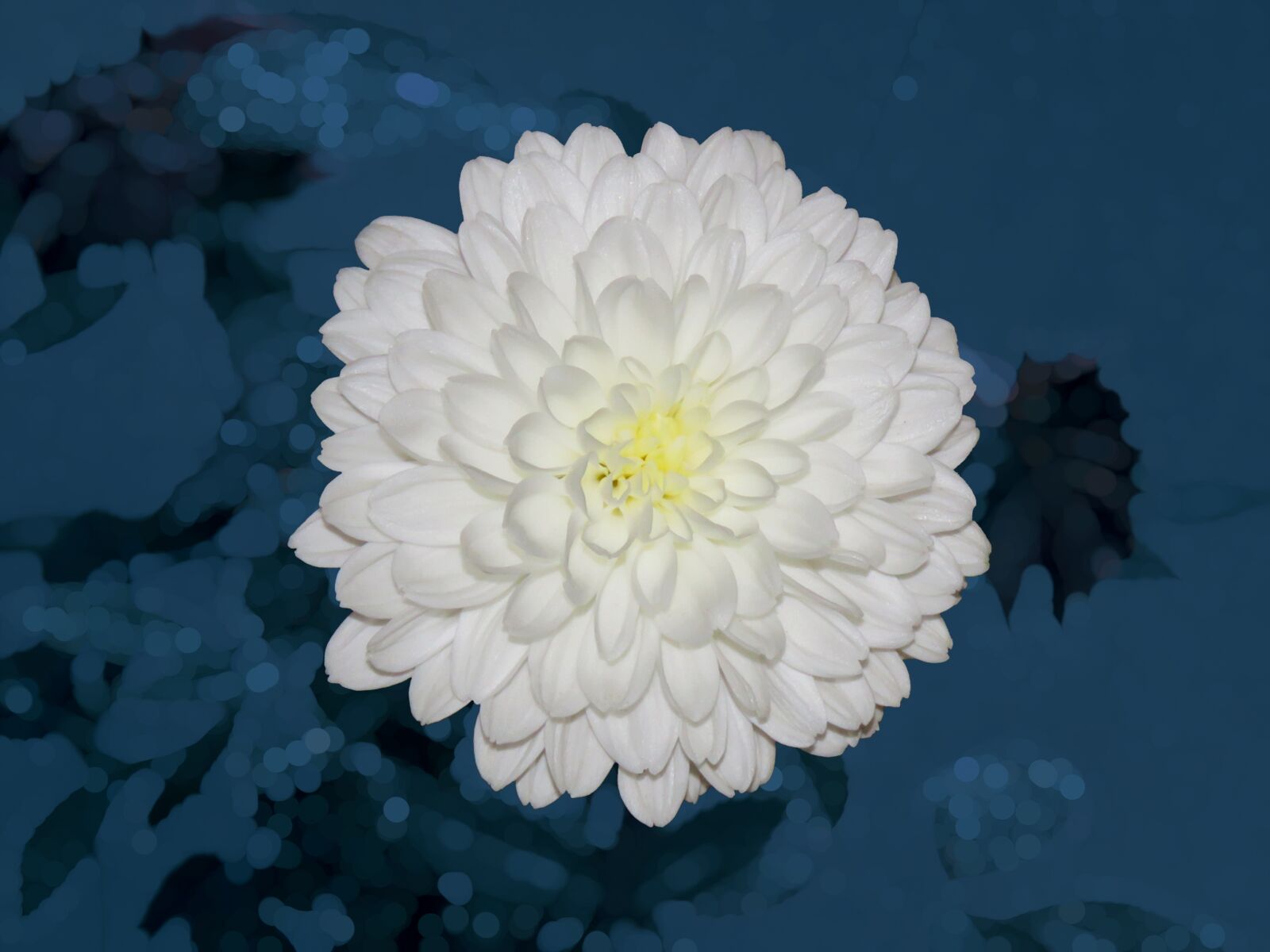 Canon PowerShot SX60 HS sample photo. White flower, flower, garden photography