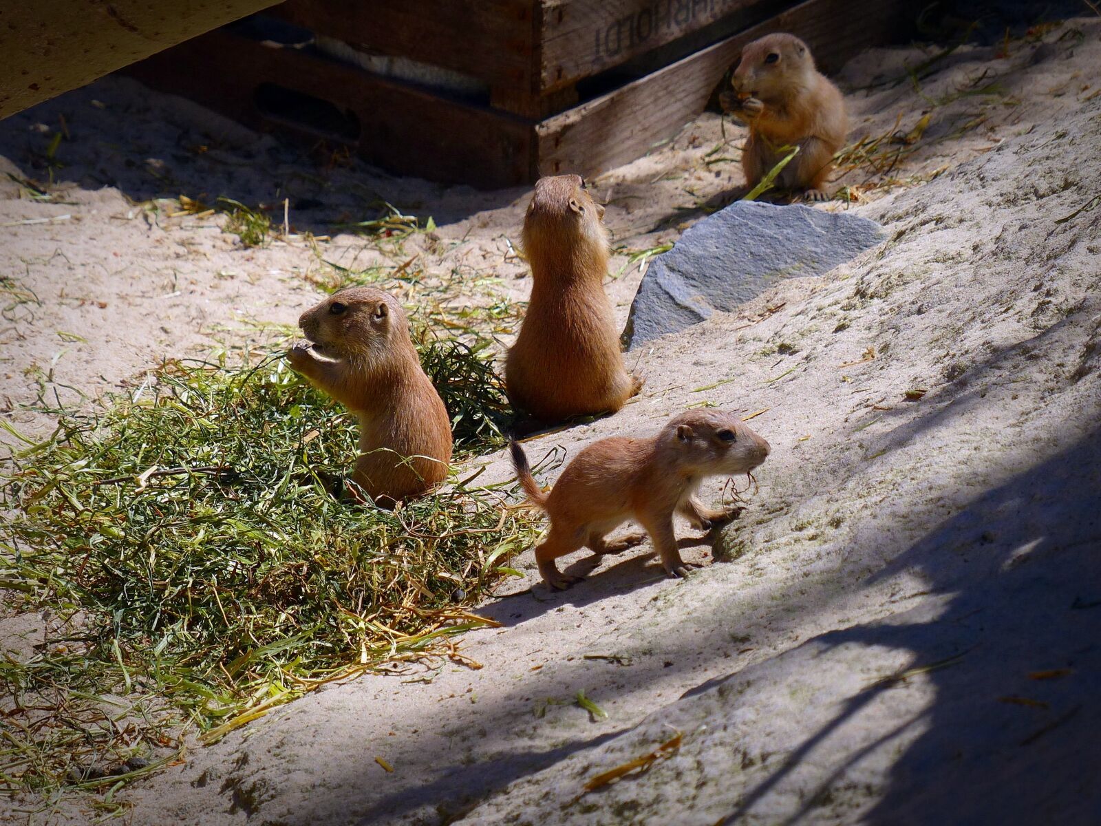 Panasonic Lumix DMC-FZ200 sample photo. Prairie dog, young animal photography