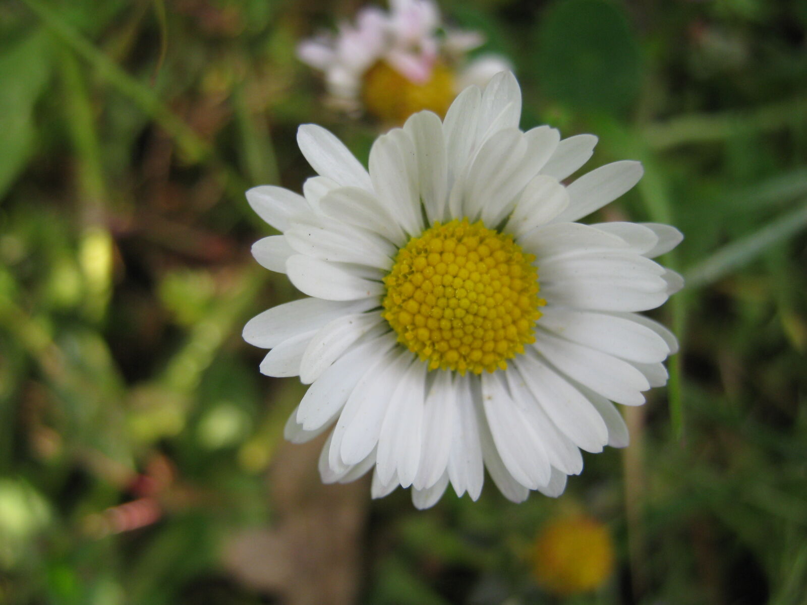 Canon PowerShot A480 sample photo. Flower, macro, nature photography