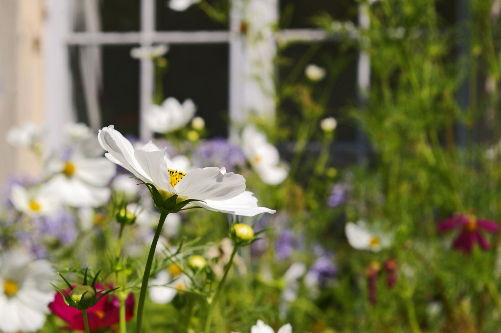 Pentax *ist DL2 sample photo. Cosmea, summer flower, nature photography