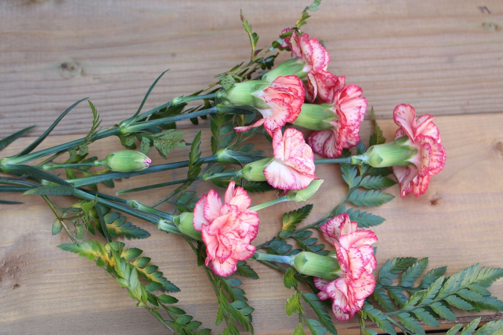 Canon EOS 700D (EOS Rebel T5i / EOS Kiss X7i) sample photo. Flowers, pink, gożdziki photography