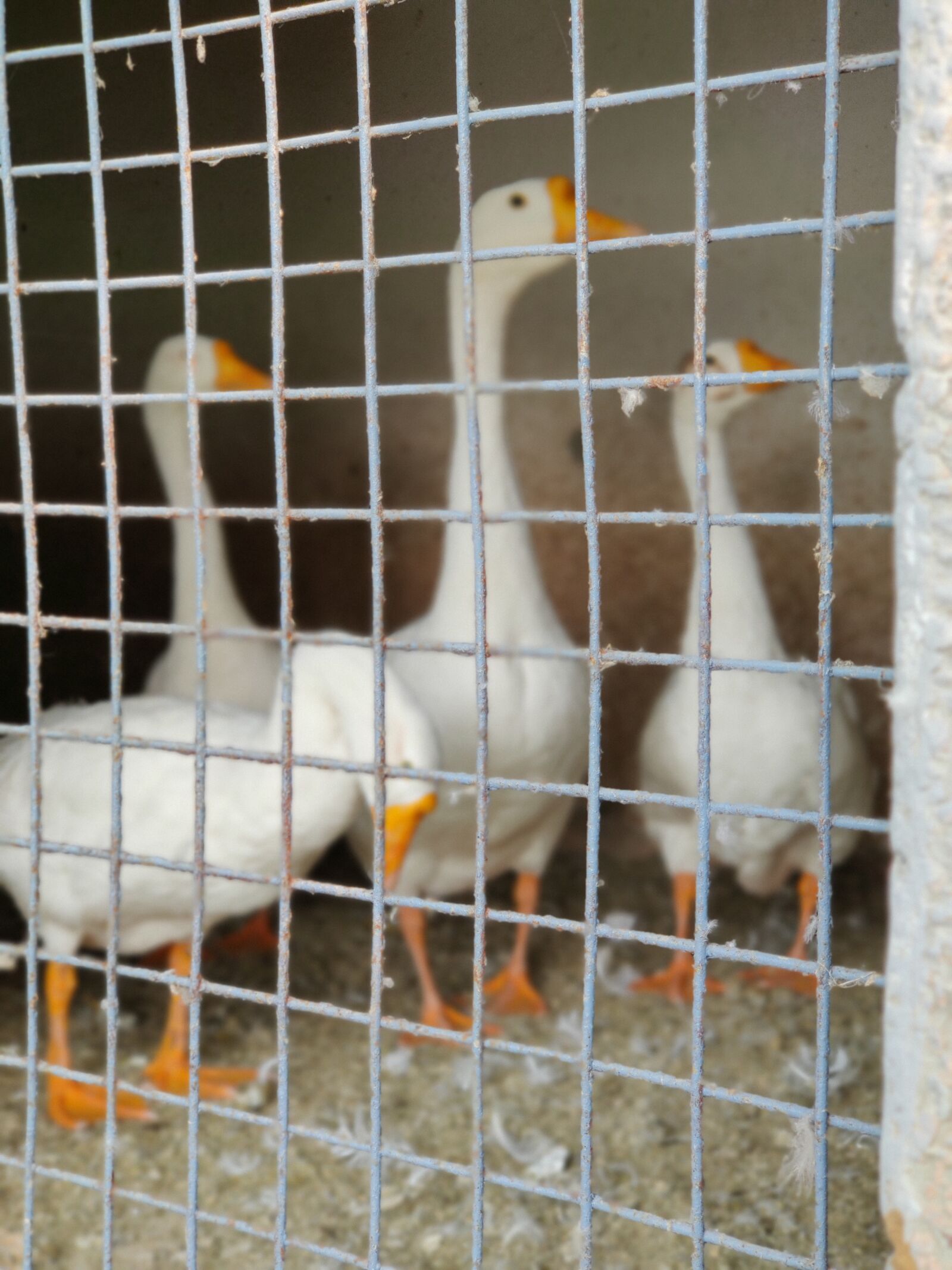 OnePlus HD1901 sample photo. Ducks, photography, closest photography