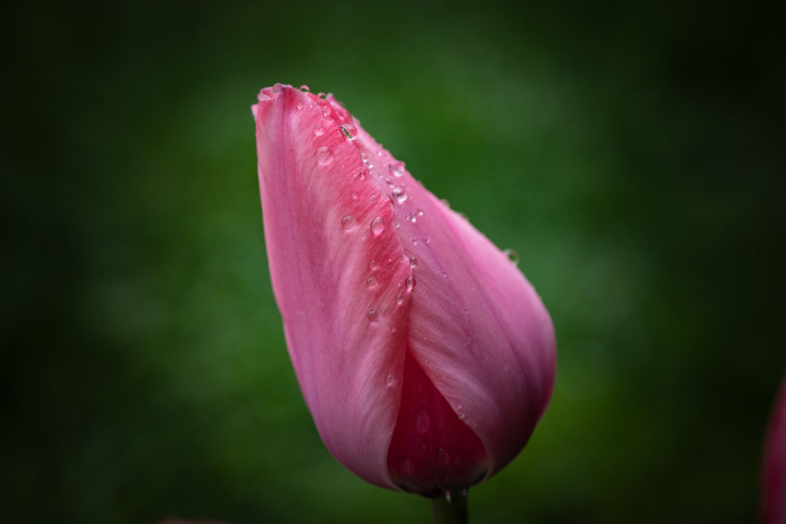 Nikon D750 sample photo. Tulip, pink, flower photography