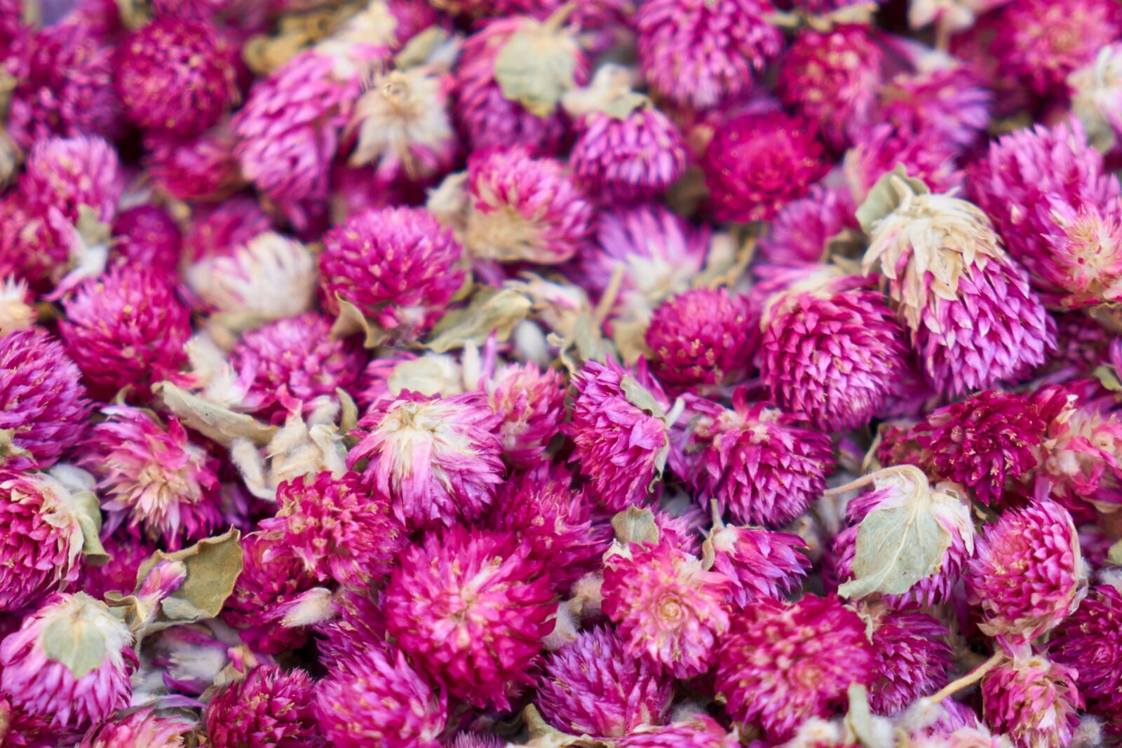 Sony a7R II sample photo. Flower, purple, texture photography