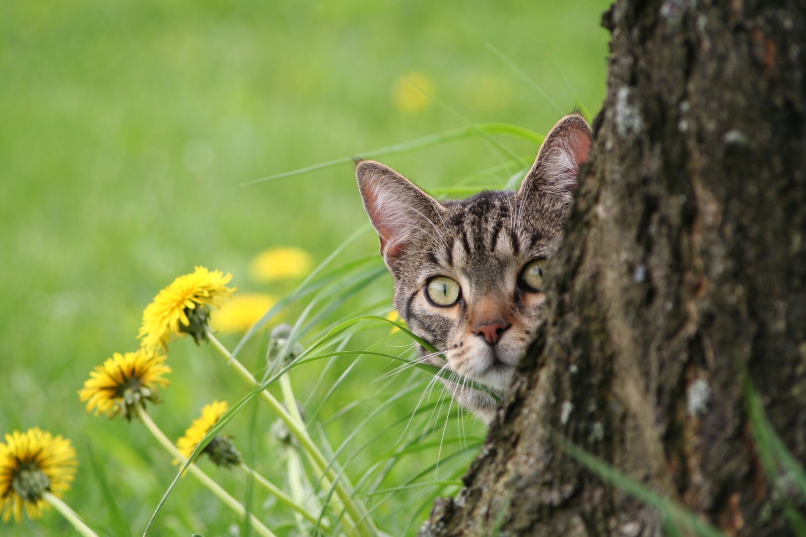 Canon EOS 350D (EOS Digital Rebel XT / EOS Kiss Digital N) sample photo. Domestic cat, brindled, tomcat photography