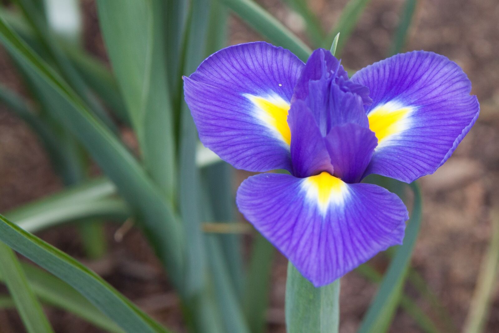 Canon EOS 500D (EOS Rebel T1i / EOS Kiss X3) sample photo. Nature, flora, flower photography