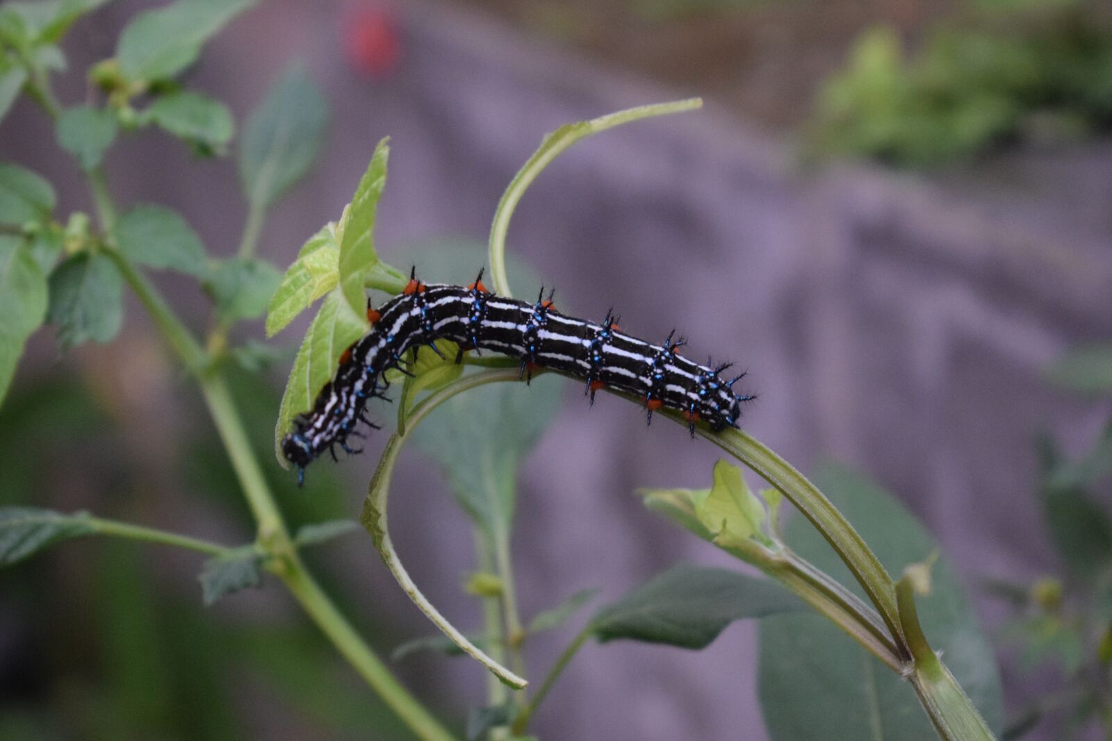 Nikon D3300 sample photo. Caterpillar, insect, butterfly photography