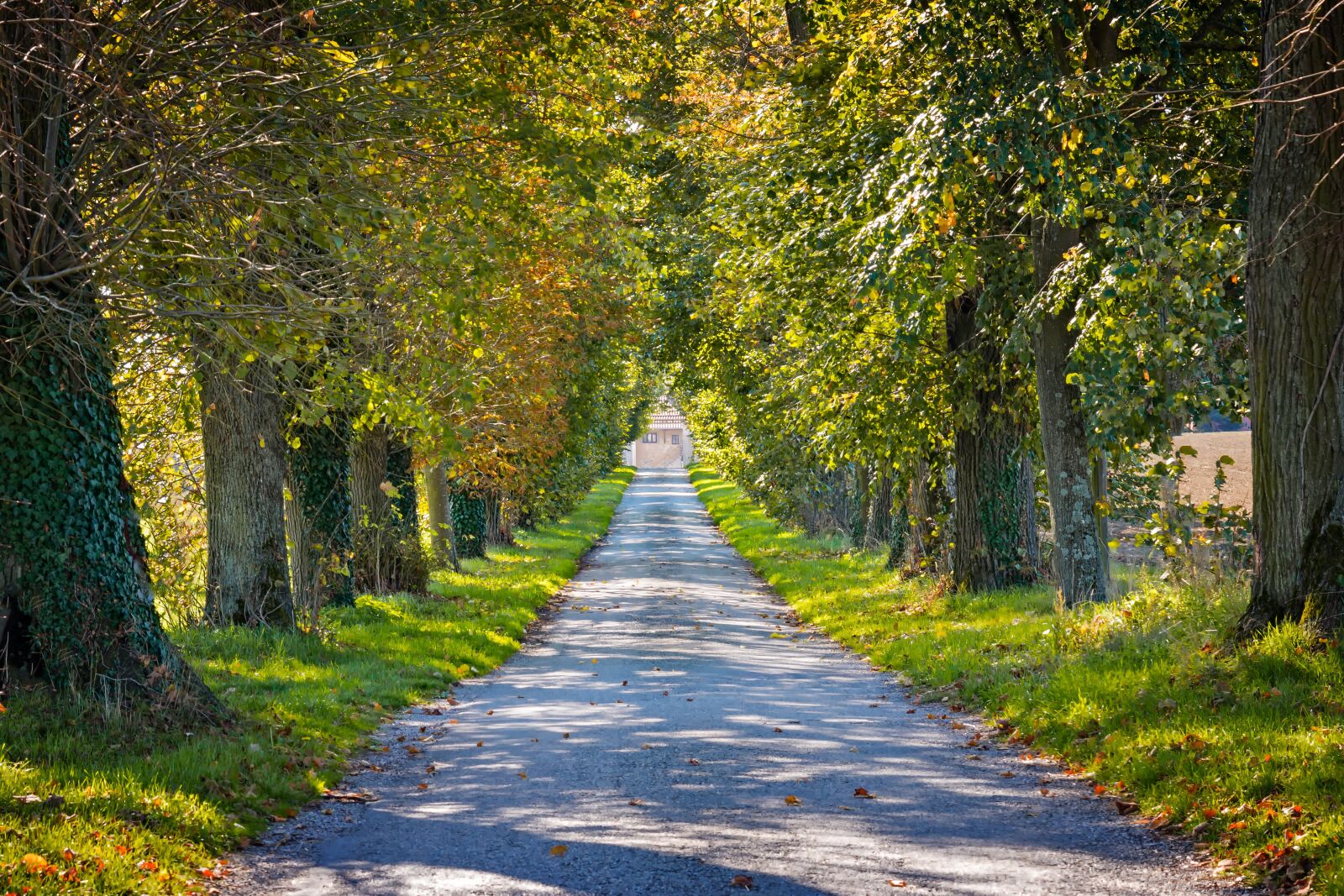 Nikon D3300 sample photo. Autumn, avenue, away photography