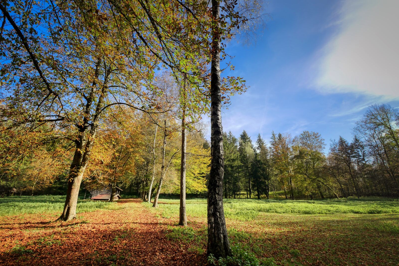 Panasonic Lumix DMC-GX8 sample photo. Forest, glade, autumn photography
