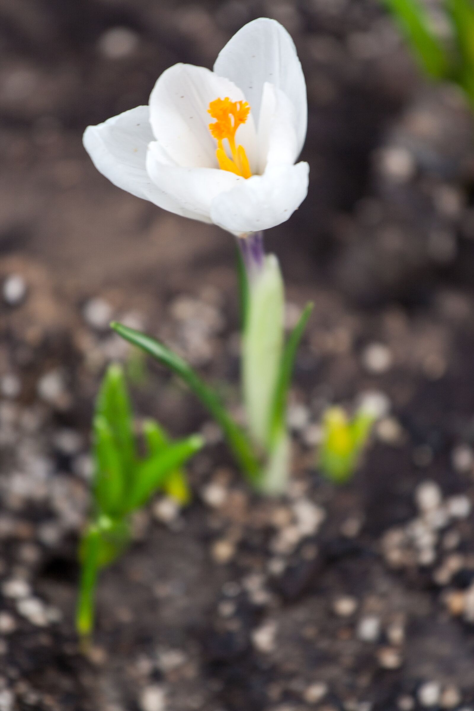 Canon EOS 350D (EOS Digital Rebel XT / EOS Kiss Digital N) sample photo. Crocus, white, spring photography