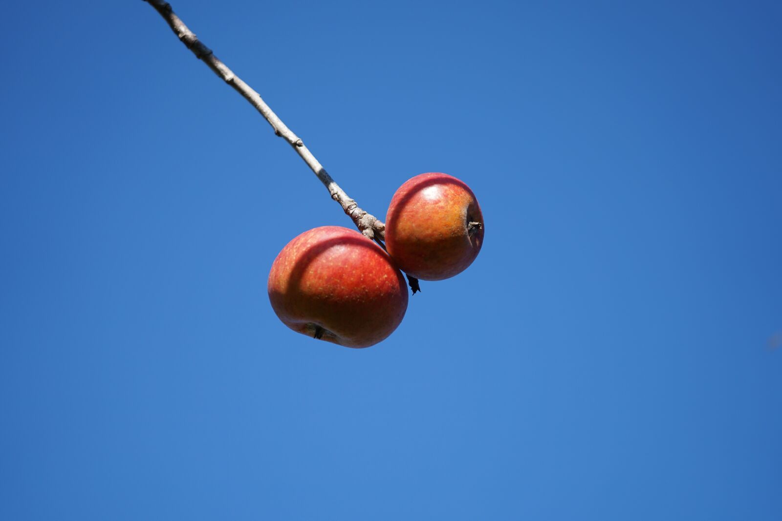 Sony a7 II + Sony FE 28-70mm F3.5-5.6 OSS sample photo. Branch, red, fruit photography