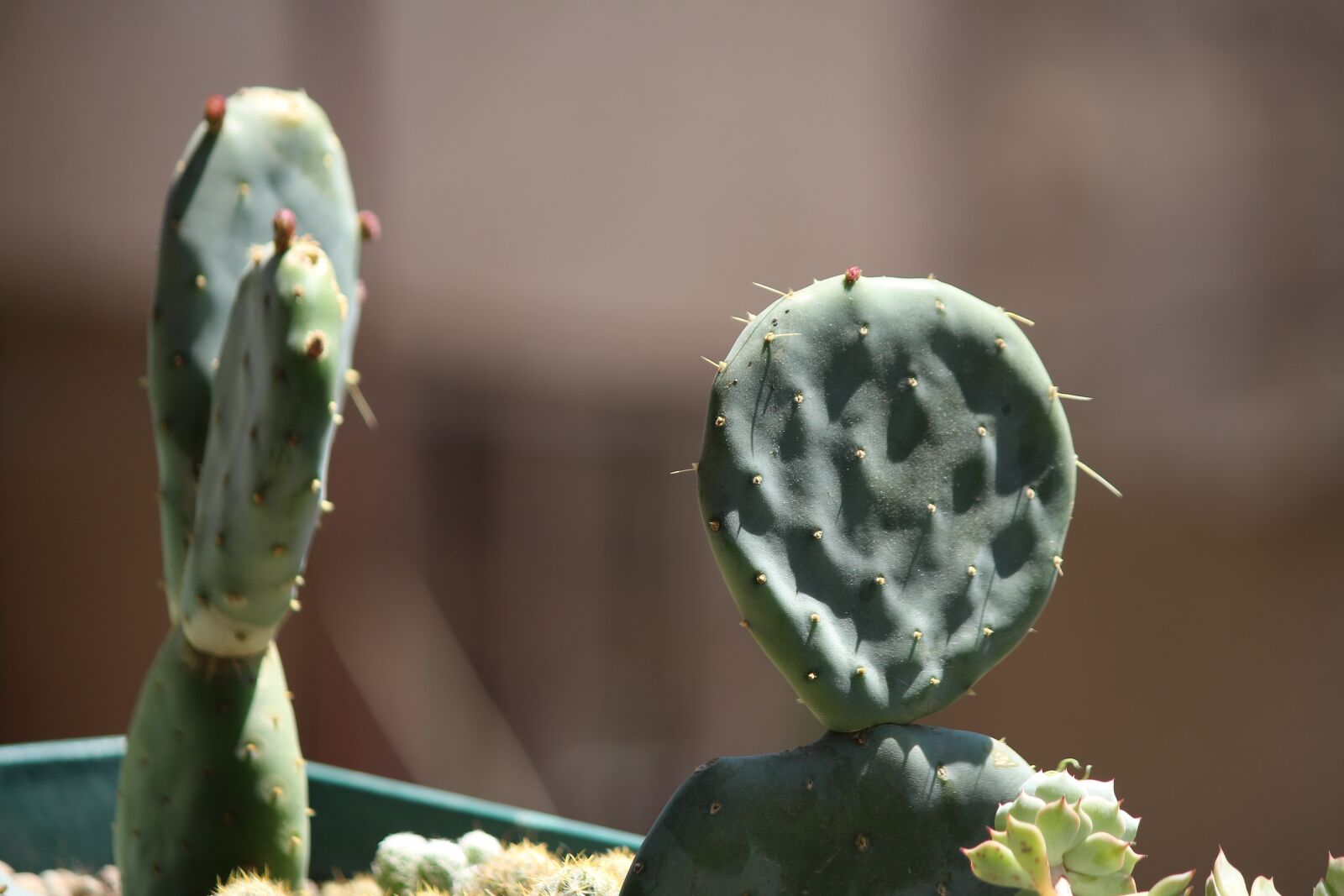 Canon EF-S 55-250mm F4-5.6 IS sample photo. Cactus, mother-in-law language, cactus photography