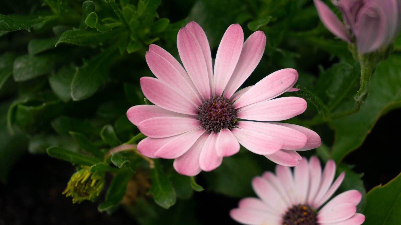 Sony E 16-50mm F3.5-5.6 PZ OSS sample photo. Flower, pink, nature photography