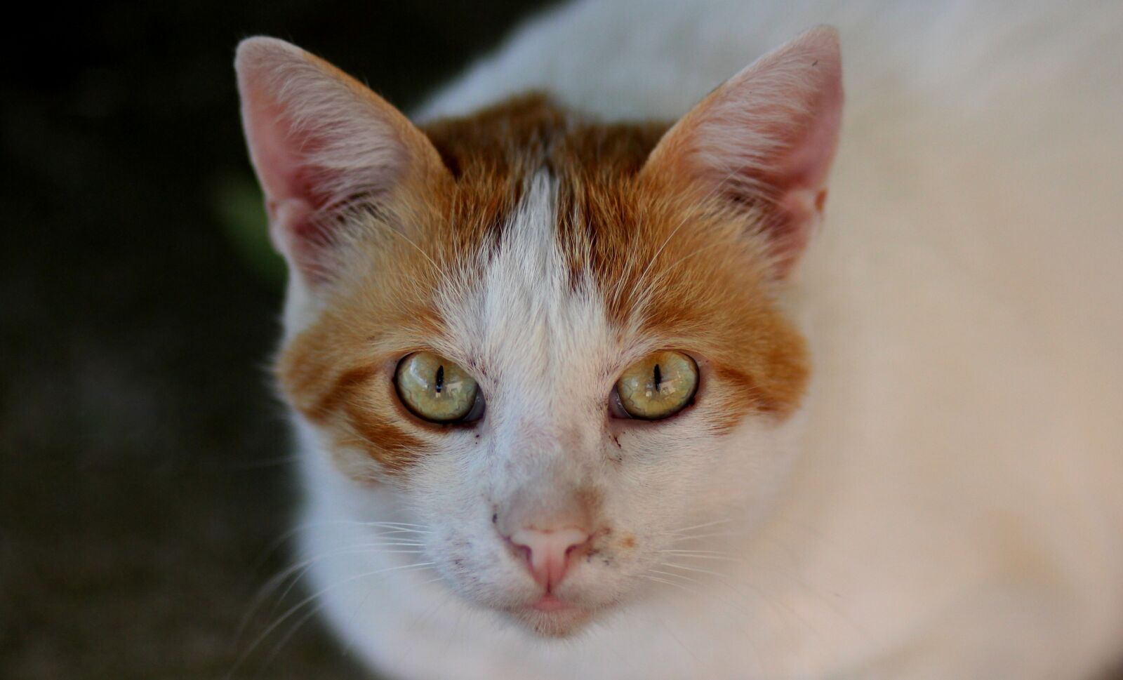 Canon EOS 700D (EOS Rebel T5i / EOS Kiss X7i) + Canon EF 85mm F1.8 USM sample photo. Cat, white, orange photography