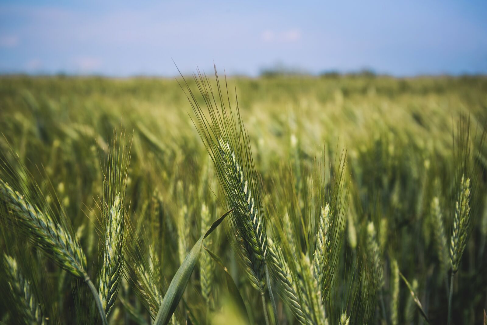 Canon EF 24-70mm F4L IS USM sample photo. Nature, wheat, field photography