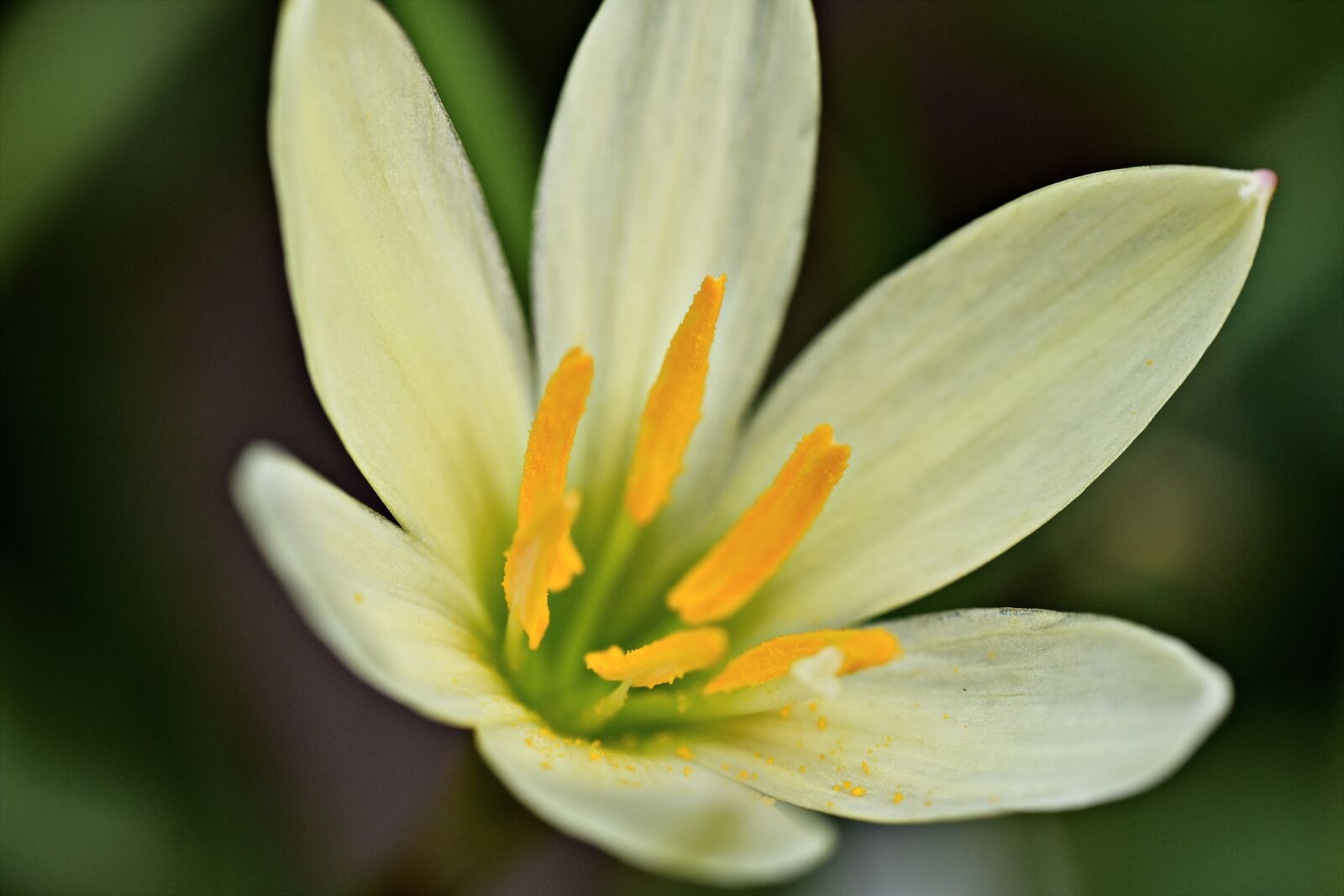 Nikon D5600 sample photo. Bisexual flower, pistil, stamen photography