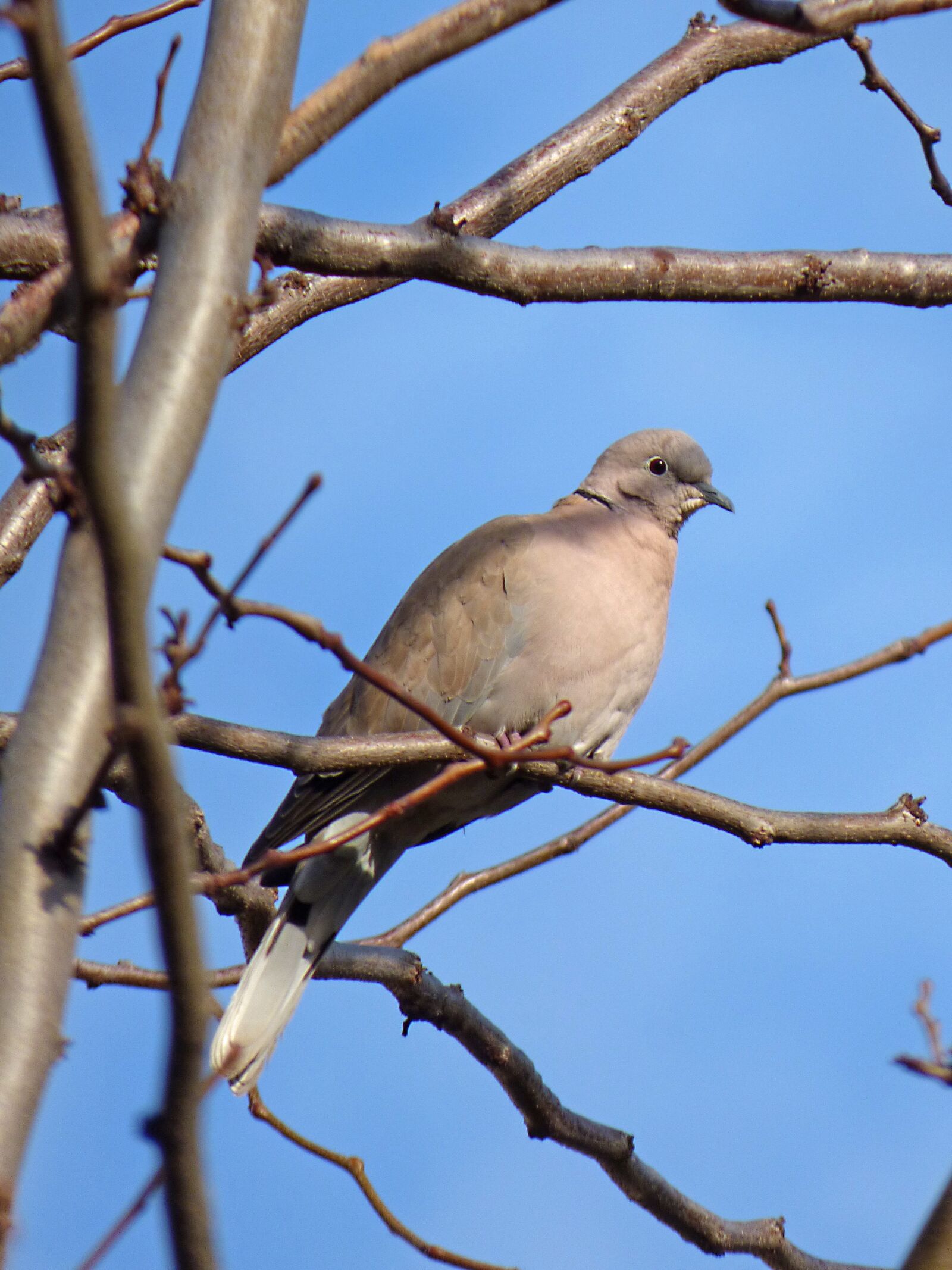 Panasonic Lumix DMC-FZ70 sample photo. Turtledove, branch, lookout photography