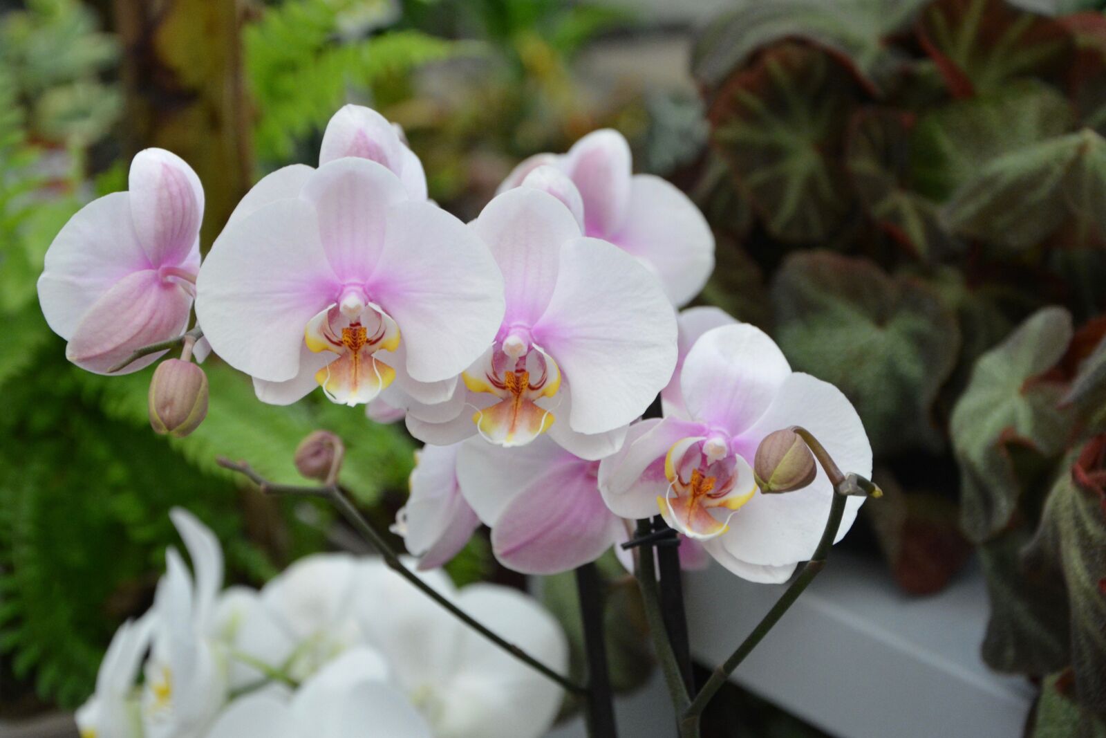 Nikon D5200 sample photo. Flower, orchid, white flower photography