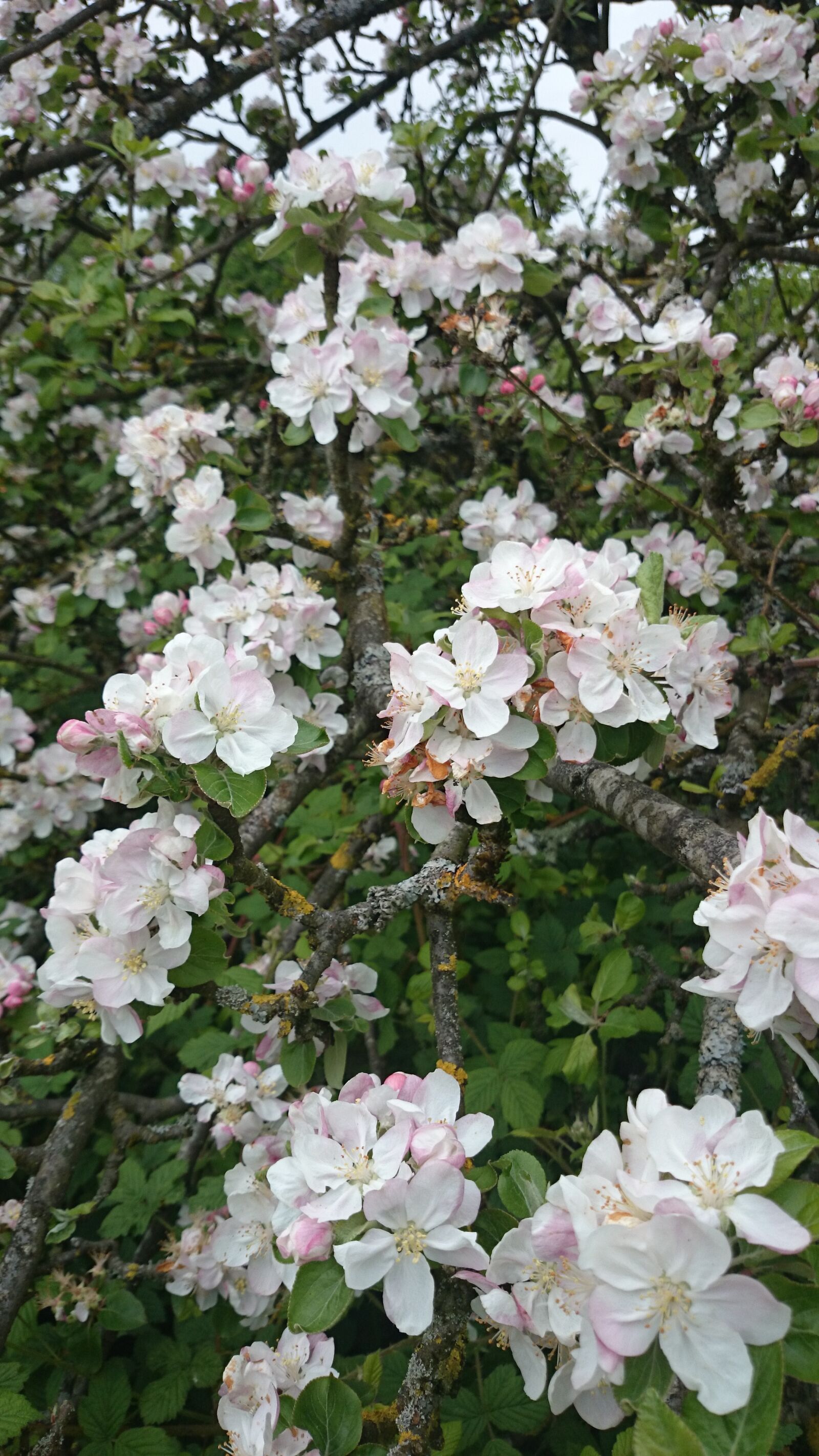 Sony Xperia Z1 sample photo. Flower, plant, garden photography