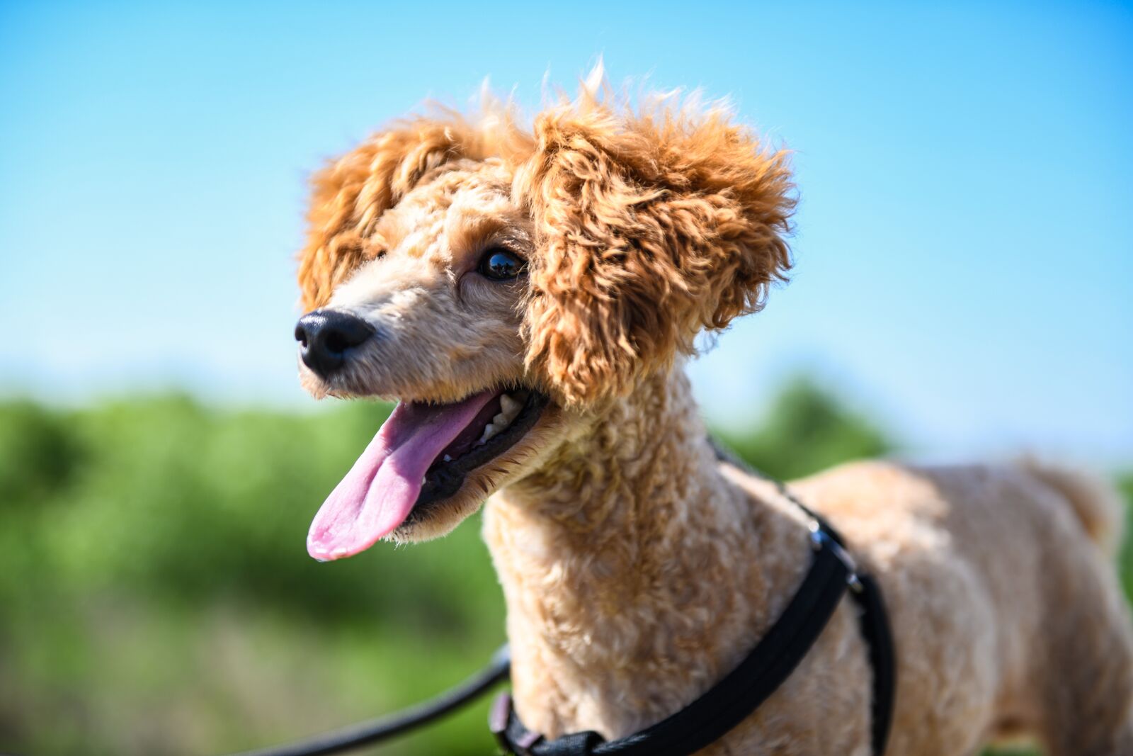 Nikon D850 sample photo. Pets, teddy, puppy photography