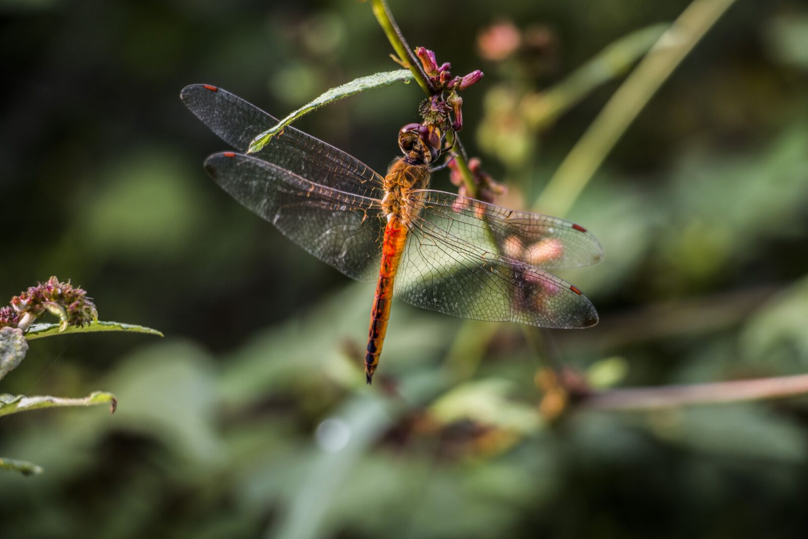 Canon EOS 70D sample photo. Dragon fly, wings, nature photography