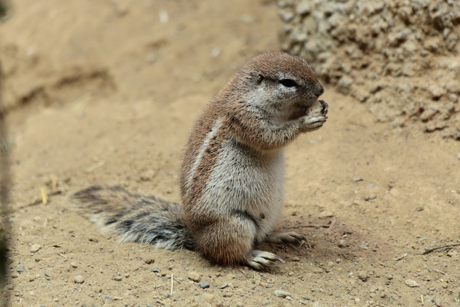 Canon EOS 6D sample photo. Meerkat, zoo, animals photography