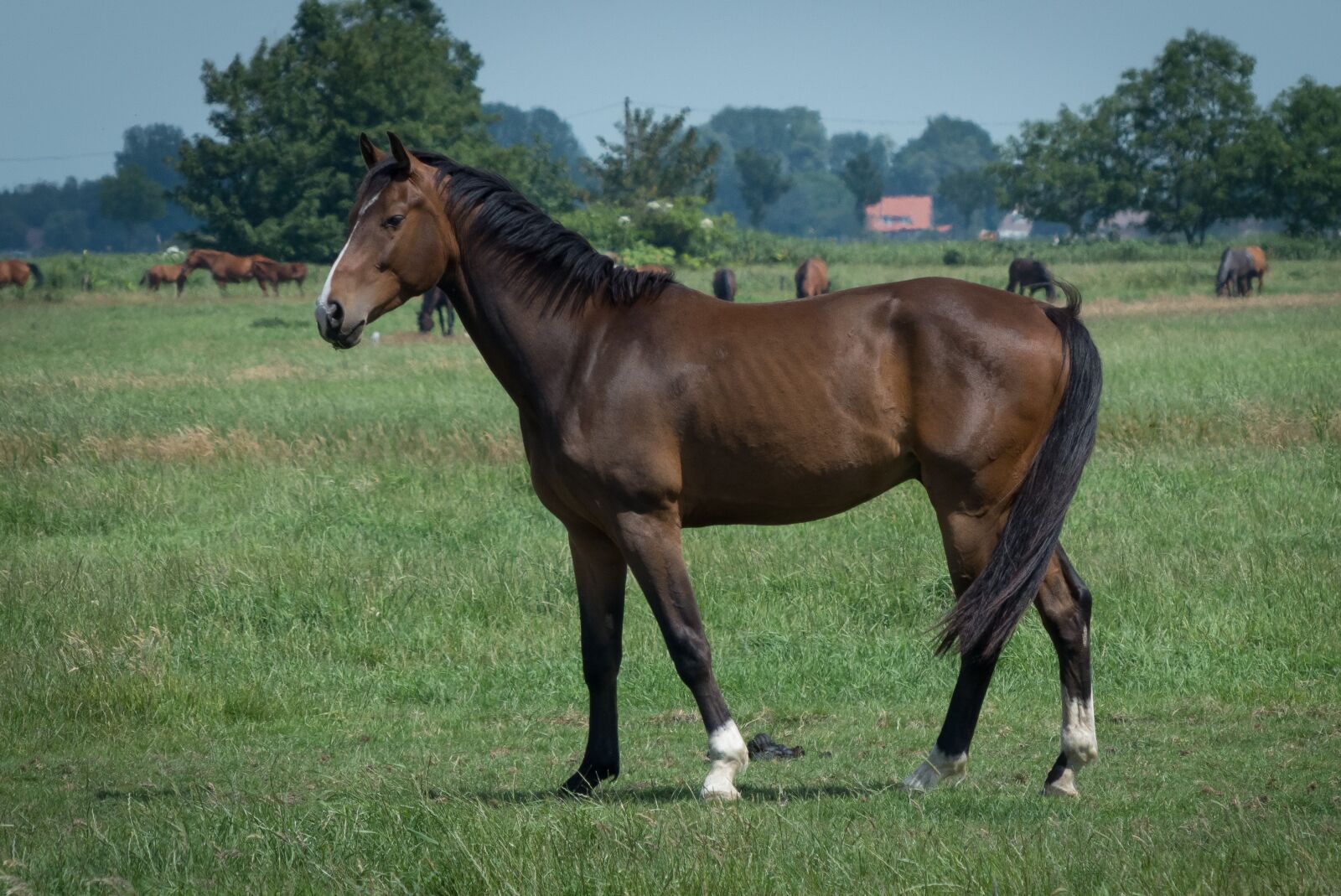 Panasonic Lumix DMC-FZ200 sample photo. Horse, pasture, animal world photography