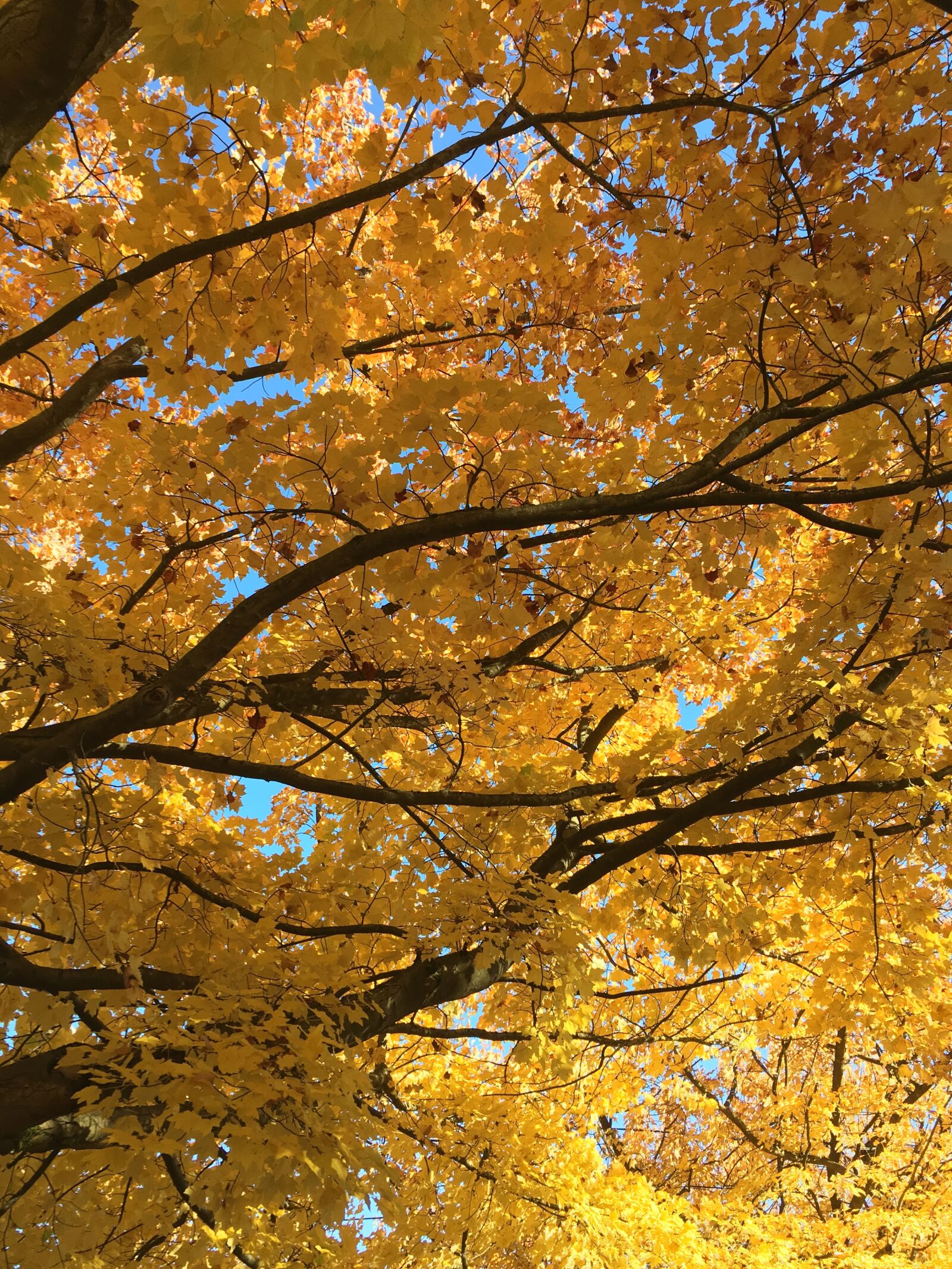 Apple iPhone SE sample photo. Fall, tree, season photography