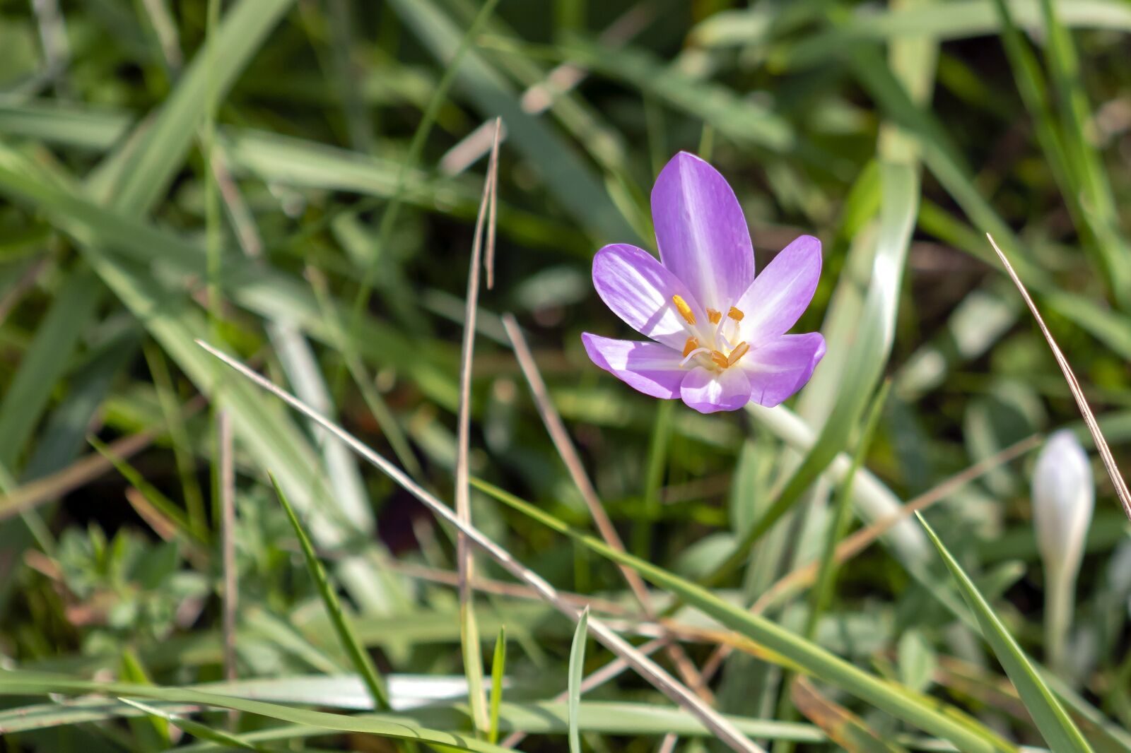 EF75-300mm f/4-5.6 sample photo. Flower, wildflower, grass photography