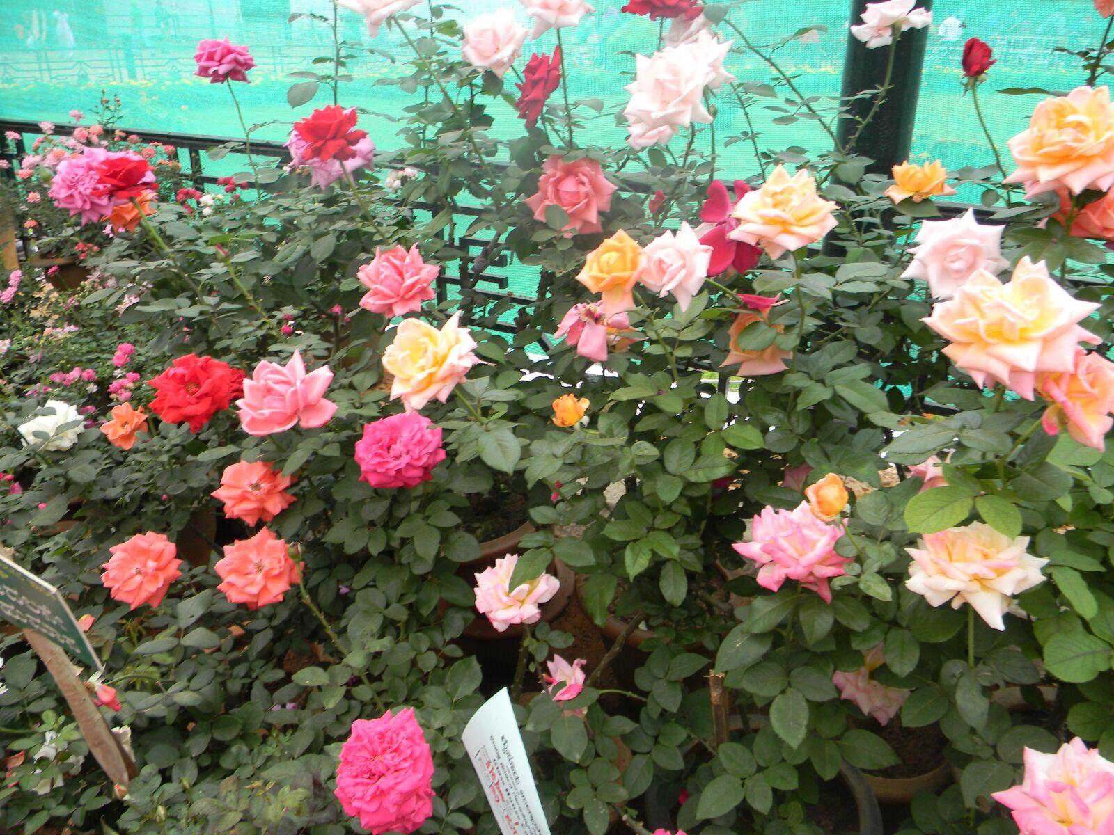 Nikon Coolpix L110 sample photo. Flower show, bangalore, lalbagh photography