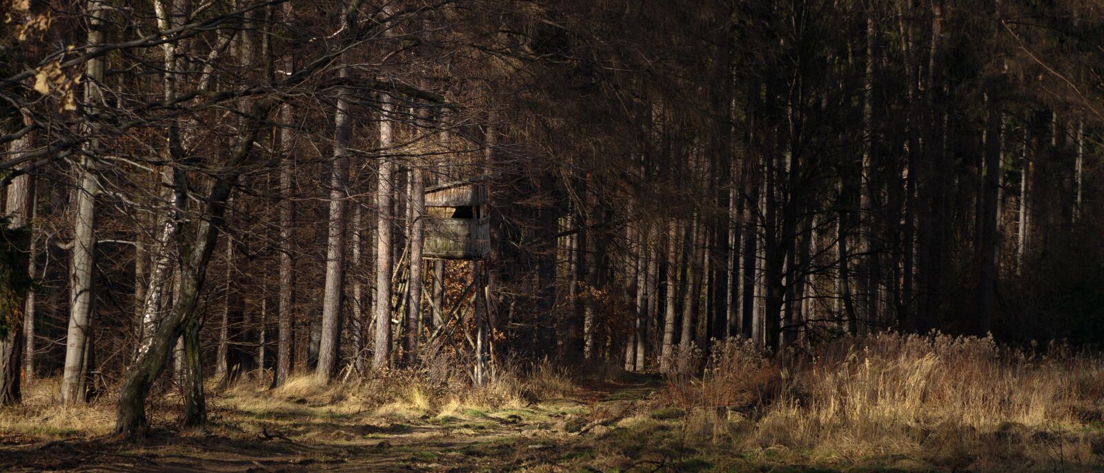 Canon EOS 7D sample photo. Forest, nature, outdoors photography