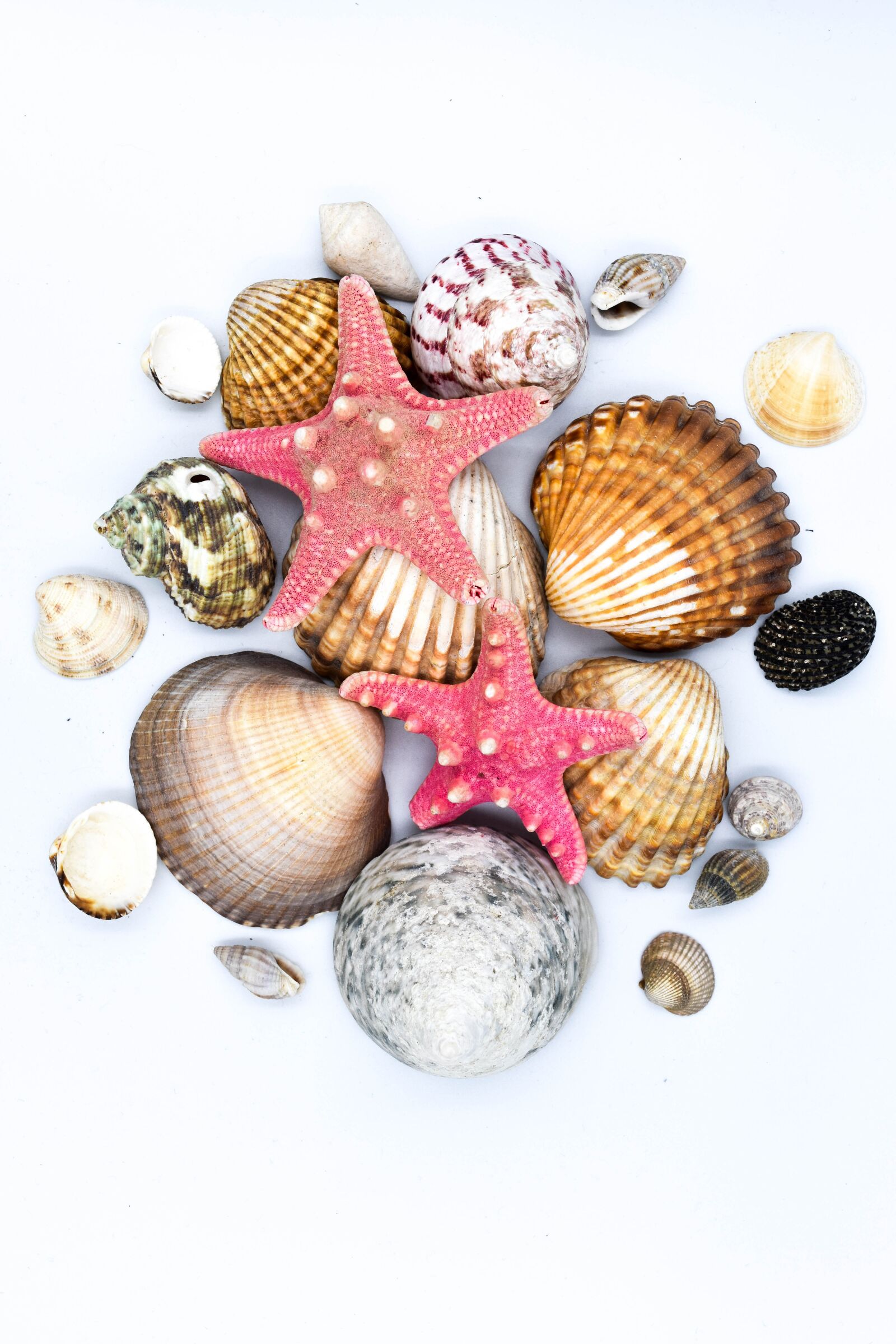 Nikon D7200 sample photo. Shells, starfish, seashell photography