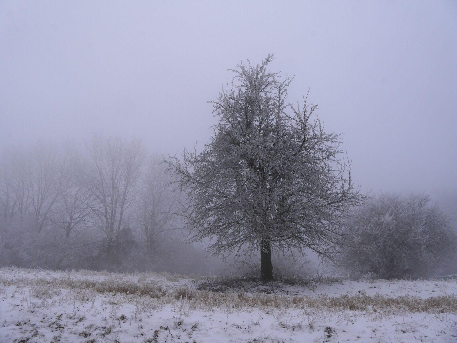 Panasonic Lumix DMC-GX7 sample photo. Cold, tree, only photography
