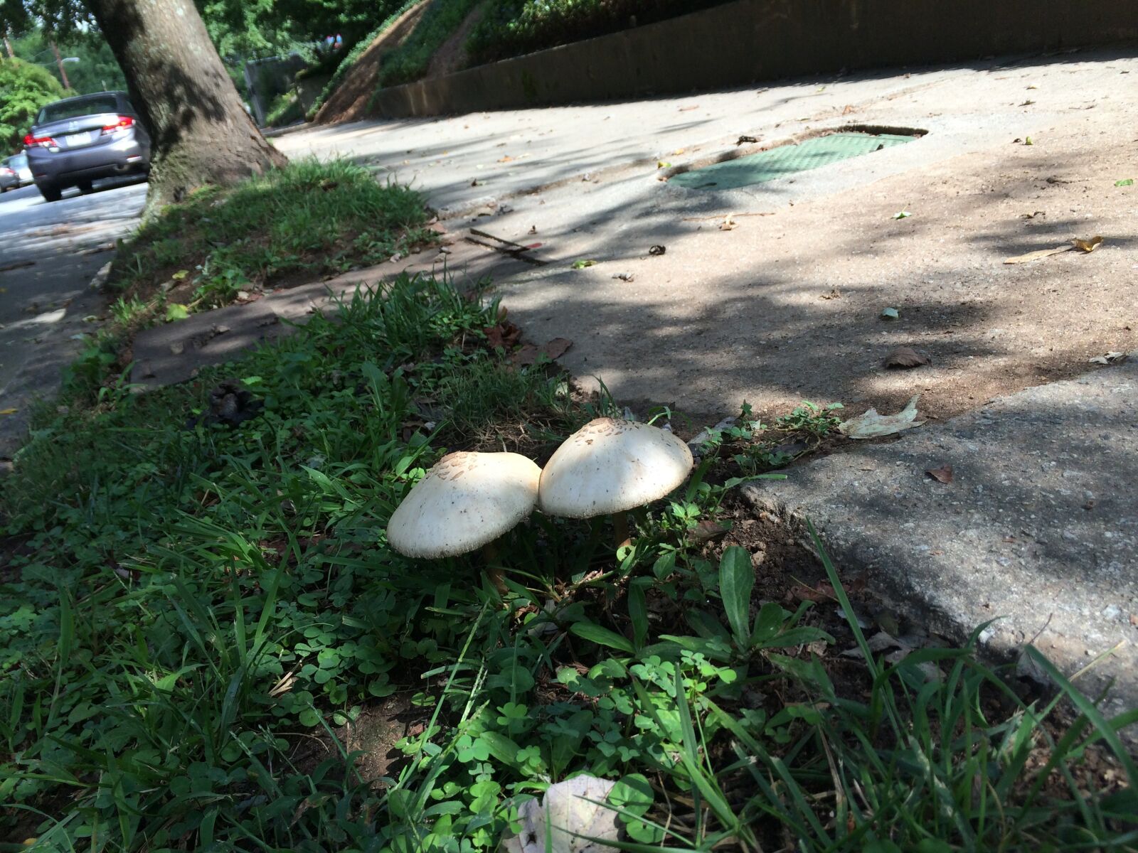 iPhone 5s back camera 4.12mm f/2.2 sample photo. Mushrooms, couple, together photography